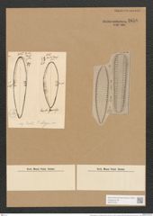 Surirella elegans var. norvegica (Eul.) Brun (de-Toni-Nr.: Genus 53, Species 2236) Zeichnungen Sammlung Grunow Nr. 4658 (NHMW-BOT-W0372723)